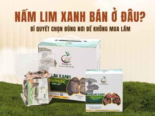 Nấm Lim Xanh bán ở đâu? Bí quyết chọn đúng nơi để không mua lầm